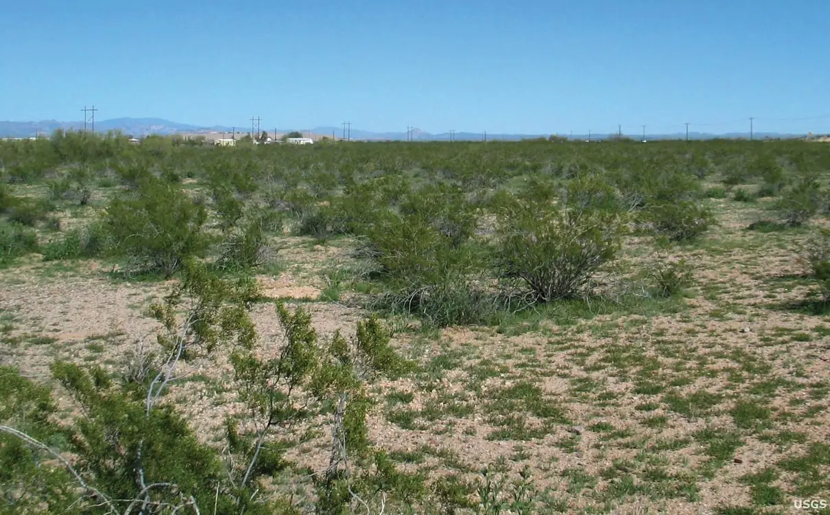 Flat Sonoran Desert shrubland of scattered green creosote bushes on pale gravelly soil, mountains in the distance