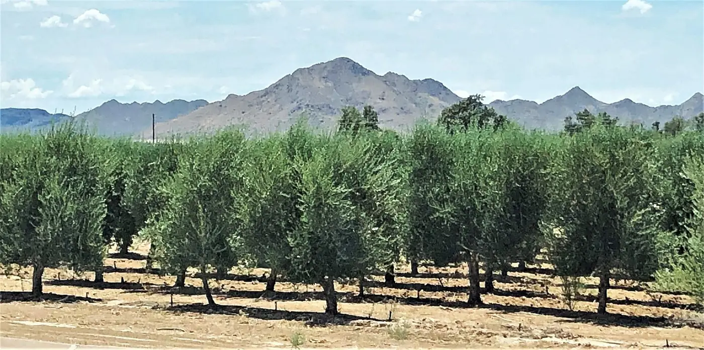 Rows of olive trees with a desert mountain range behind